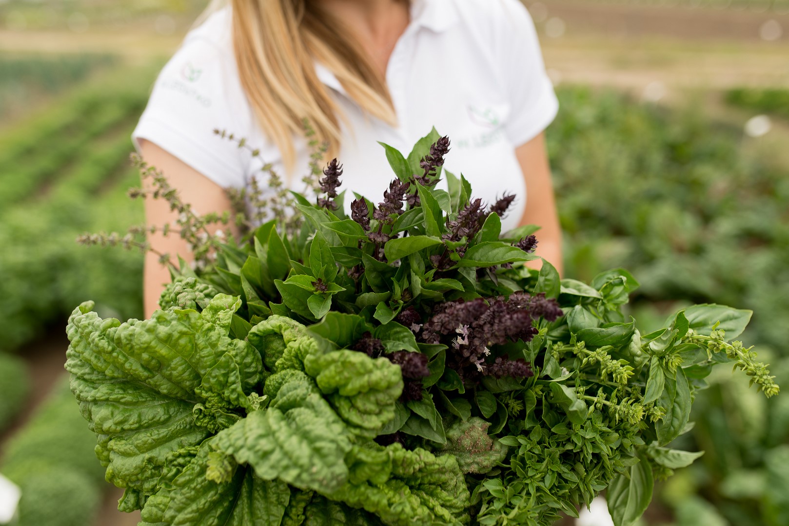 różne odmiany bazylii trzymane przez kobietę